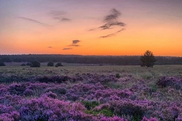 Afbeelding bij