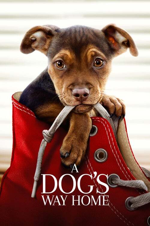 movie cover - A Dog