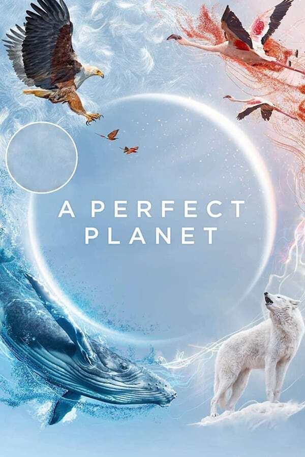 movie cover - A Perfect Planet