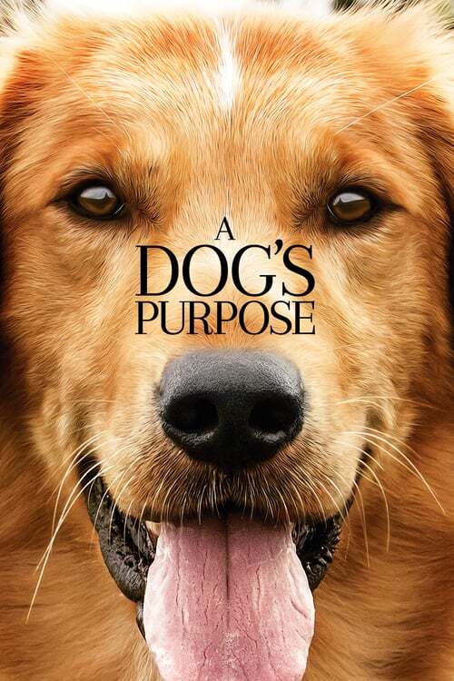 movie cover - A Dog