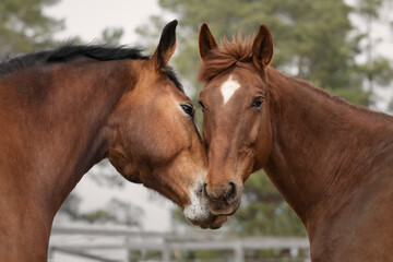 beleef-de-magie-van-paarden-met-een-ontspannende-wandeling-en-een-gezellige-picknick