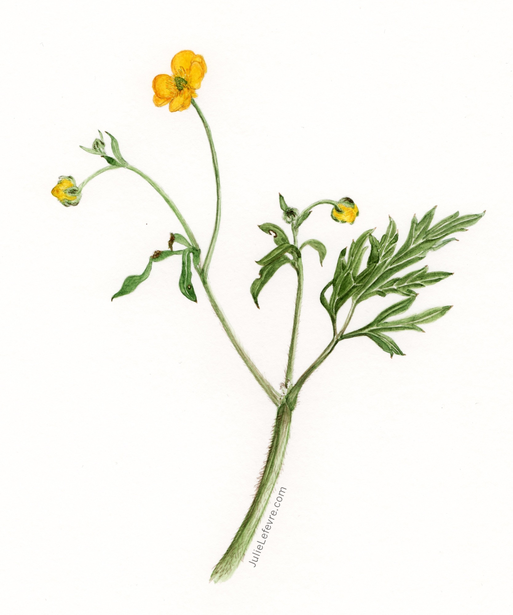 Botanisch tekenen en aquarellen - dinsdag 2027-01-19
