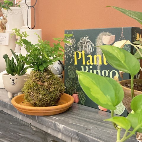 Kokedama's