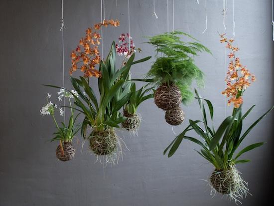 Kokedama's