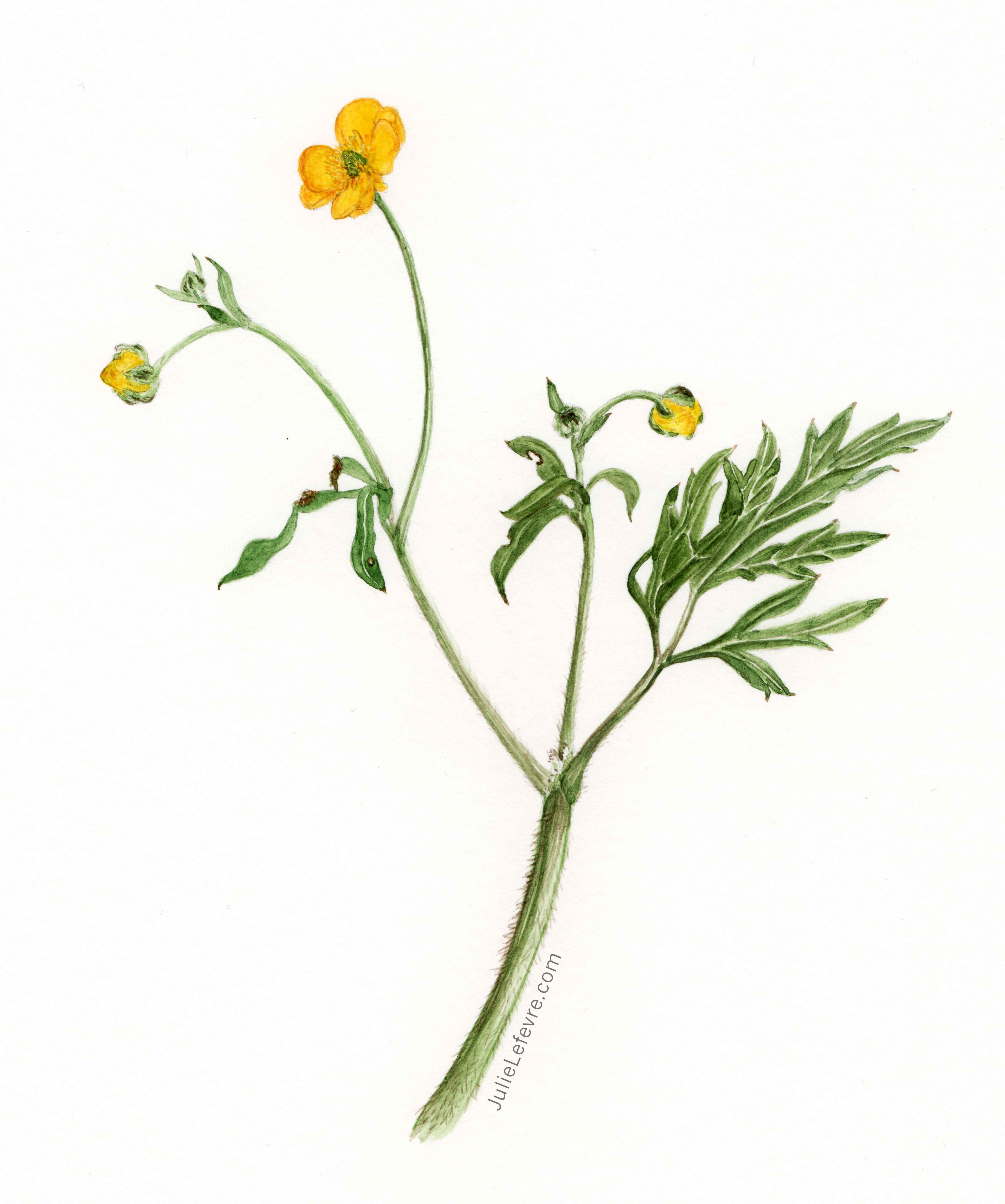 Botanisch tekenen en aquarellen - dinsdag 2026-06-16