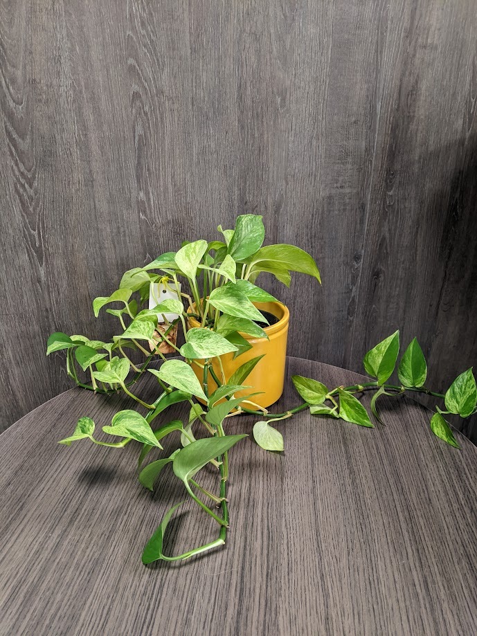 Over een vriendschapsplant en Chokotoffs