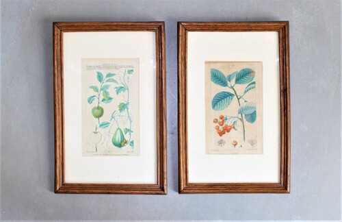 thumbnails bij product 2 gravures van planten, 1813