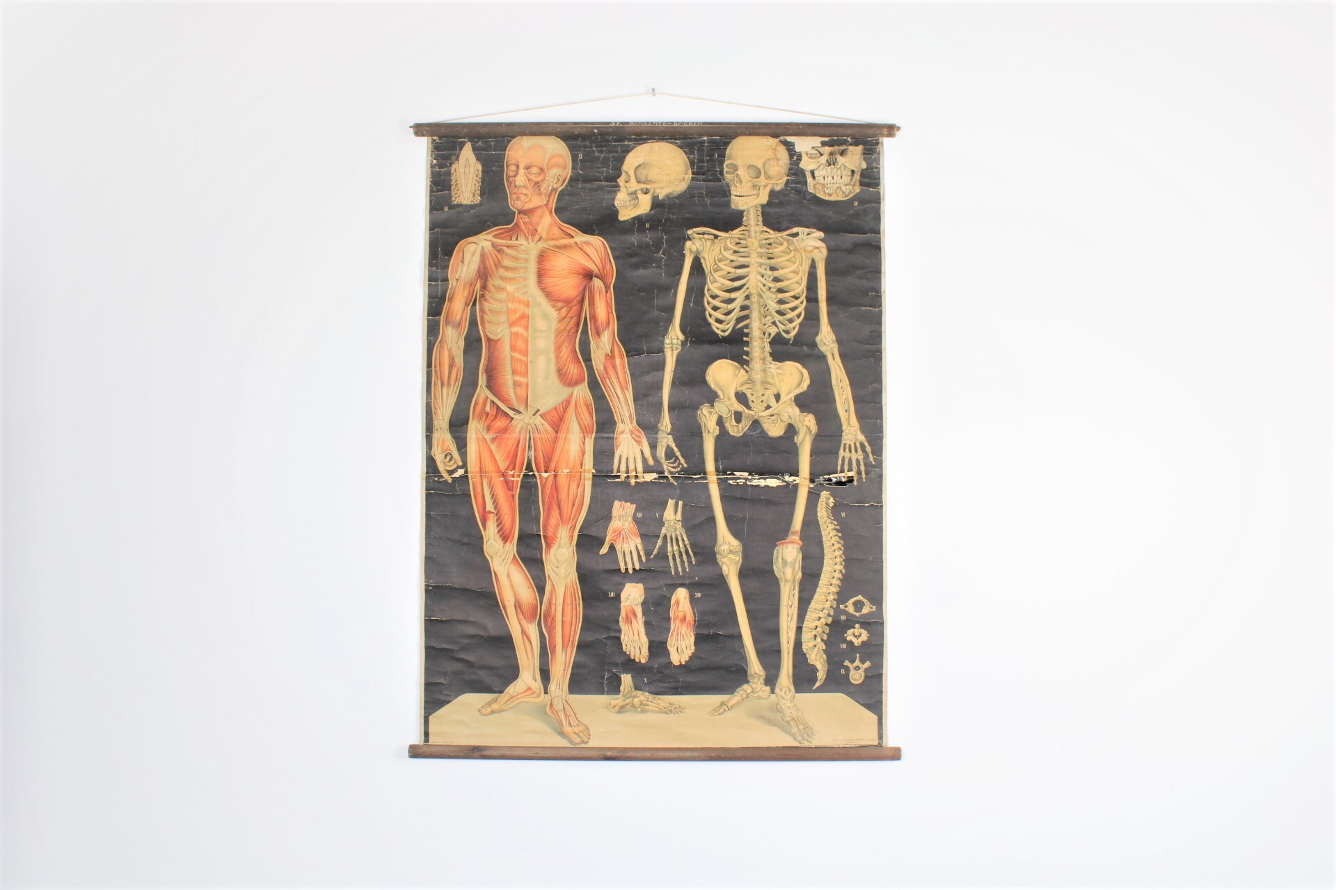 artikel geleidelijk monteren anatomische schoolplaat menselijk lichaam · Het huis van mijn moeder