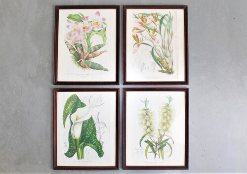 thumbnails bij product 4 lithographs of plants, ca 1850