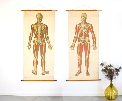 thumbnails bij product oude schoolplaten: anatomie menselijk lichaam