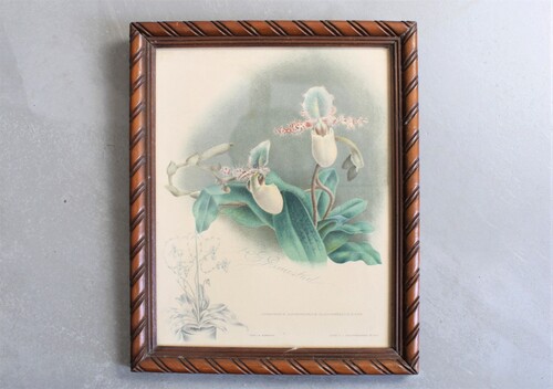 thumbnails bij product litho orchidée, 19ème siècle