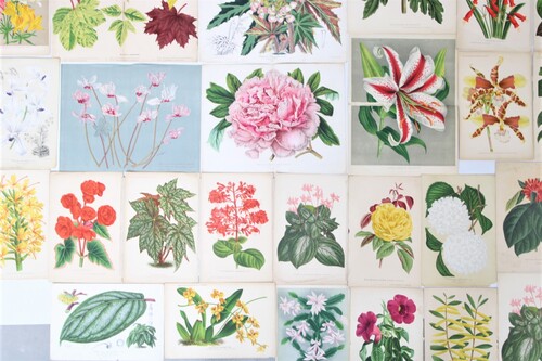 thumbnails bij product a lot of 110 chromolithograph of flowers