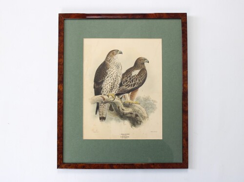 thumbnails bij product Two eagles, litho, 19th century