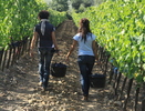 Wine tasting: Tenuta di Collosorbo 8/03/2022, , ,