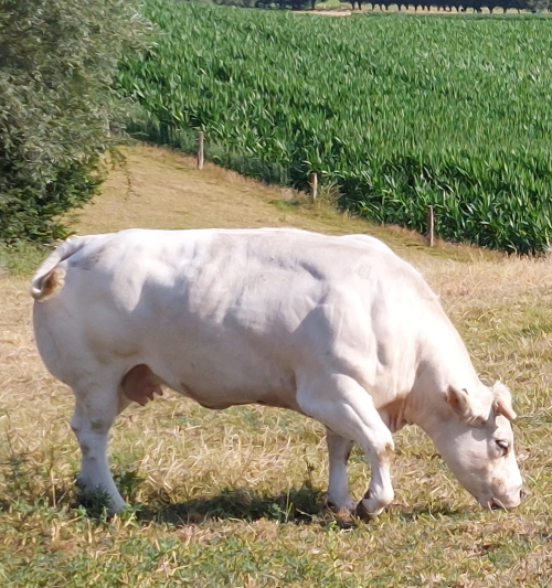 wandeling-hoeve-lemaire-taelemans