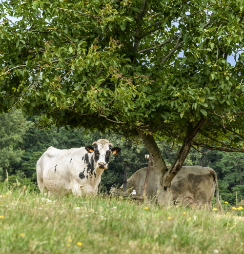 fietstocht-schriekhoeve