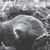 Biogenie 4.1 leerboek