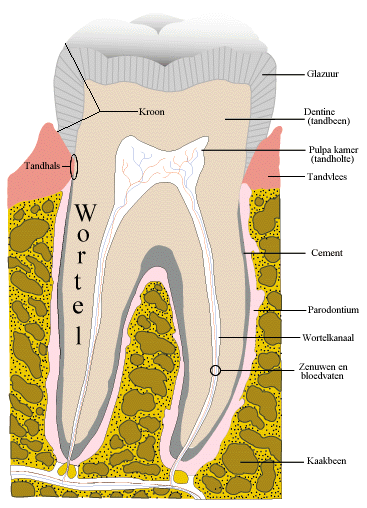 Doorsnede tand