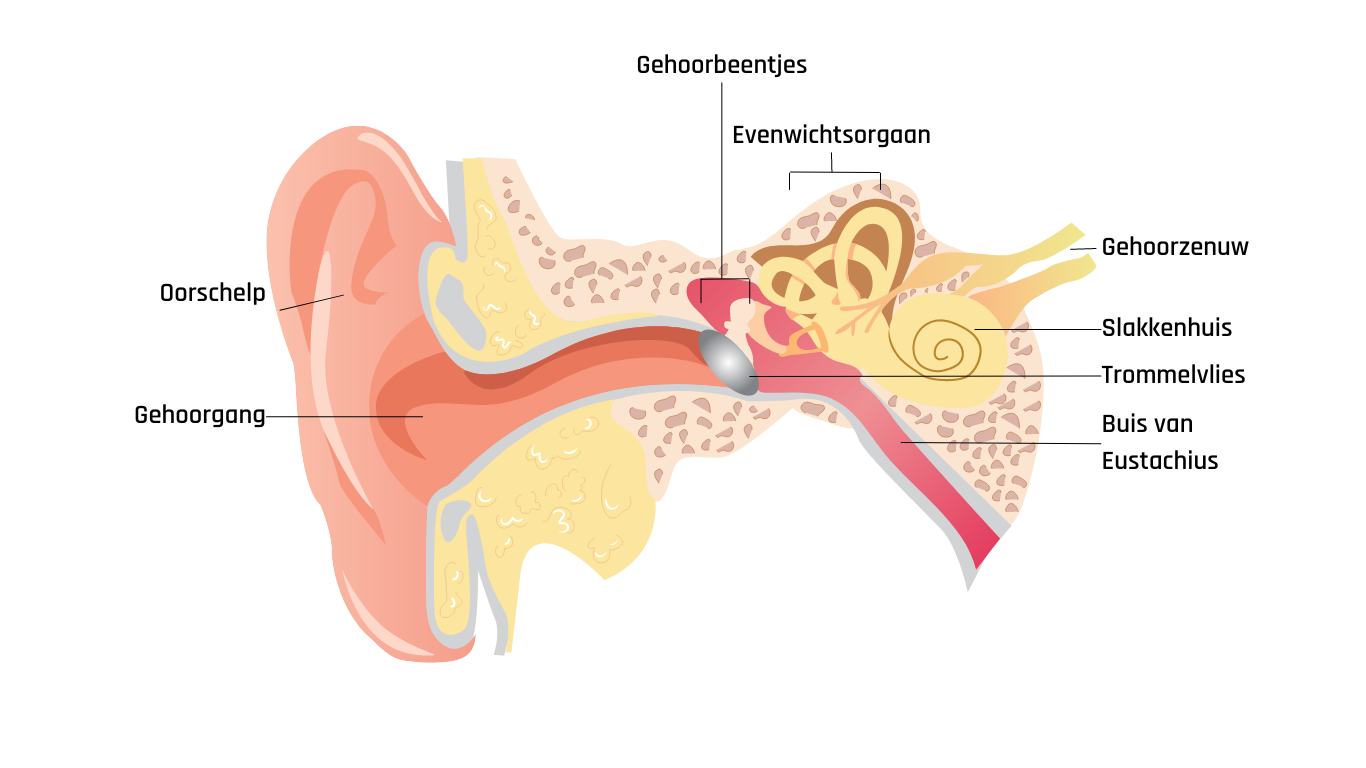 De onderdelen van het oor