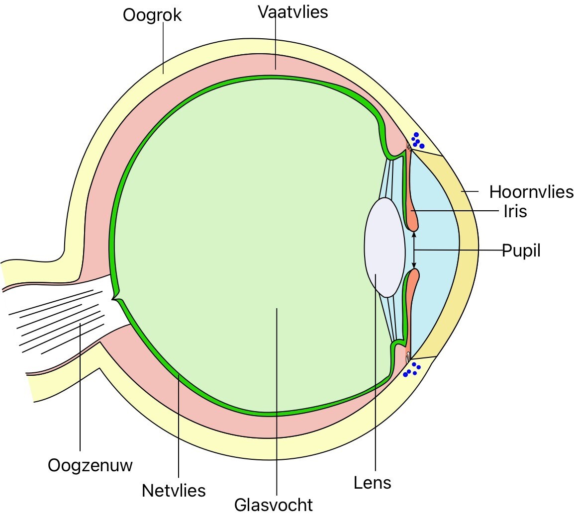 De delen van het oog