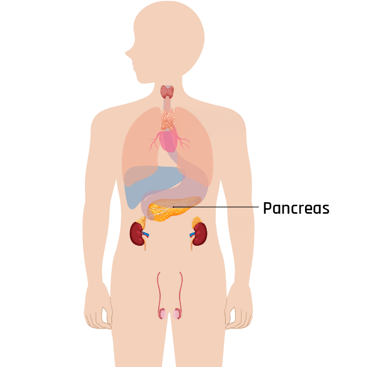 Ligging van de pancreas