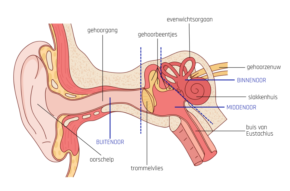 tekening van de verschillende onderdelen van het oor