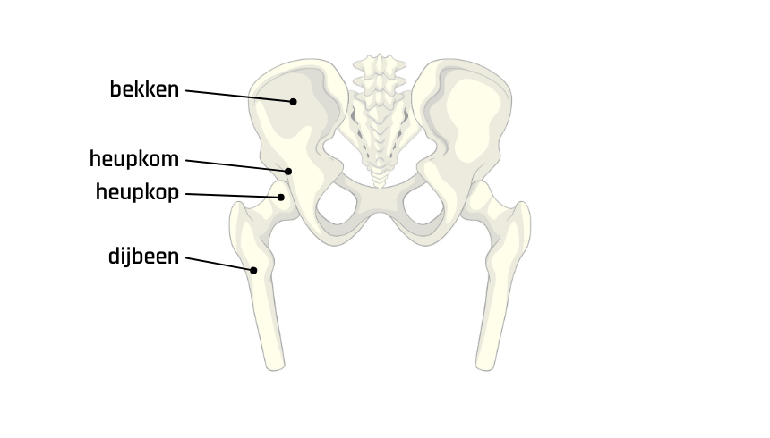 tekening van een normale heup