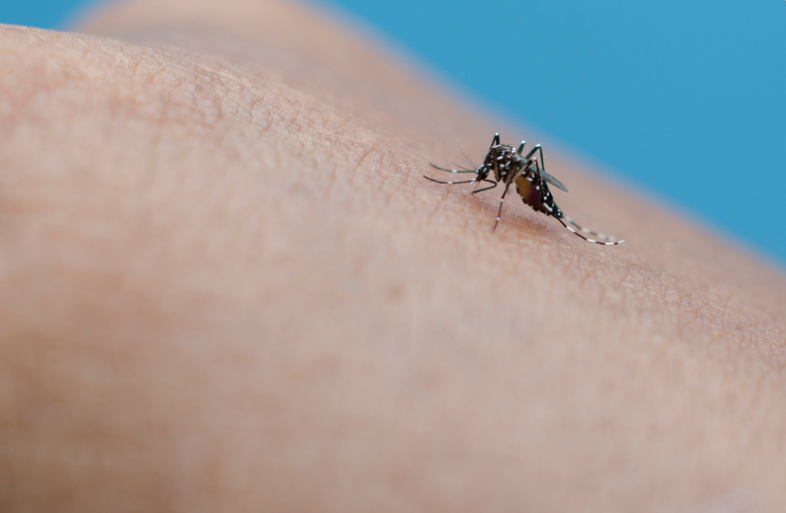 Het chikungunya-virus wordt doorgegeven via tijgermuggen