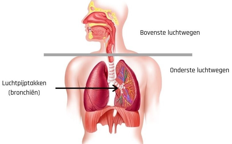 terugvallen Wolk knop Bronchitis · Gezondheid en wetenschap