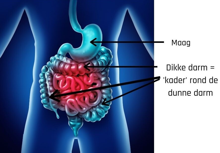 Prikkelbaredarmsyndroom Pds Gezondheid En Wetenschap