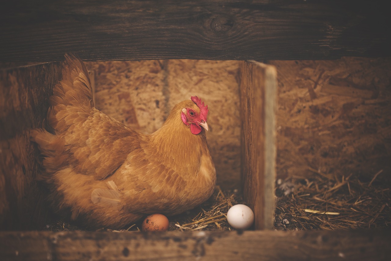 was er eerst: de kip of ei? · Gezondheid en